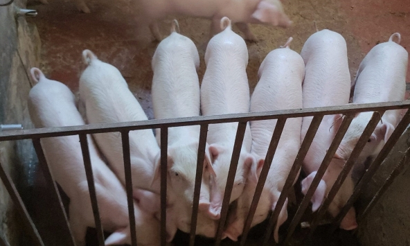 Dự báo giá heo hơi tuần tới tăng nhẹ