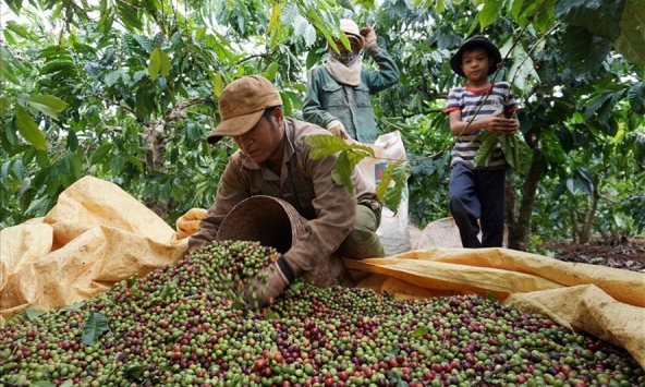 Thị trường nông sản 6/6: Cao su tăng mạnh tại thị trường châu Á