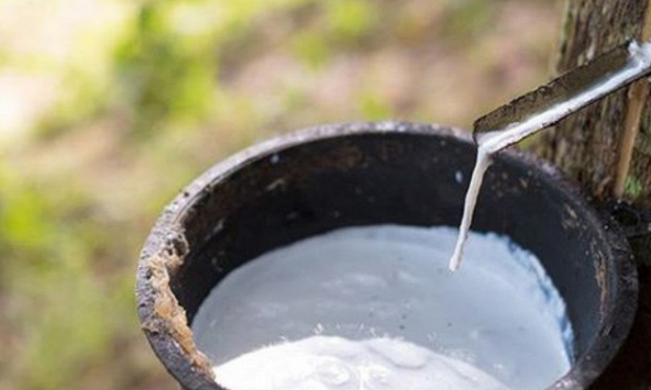 Xuất khẩu cao su tháng 5 tăng mạnh