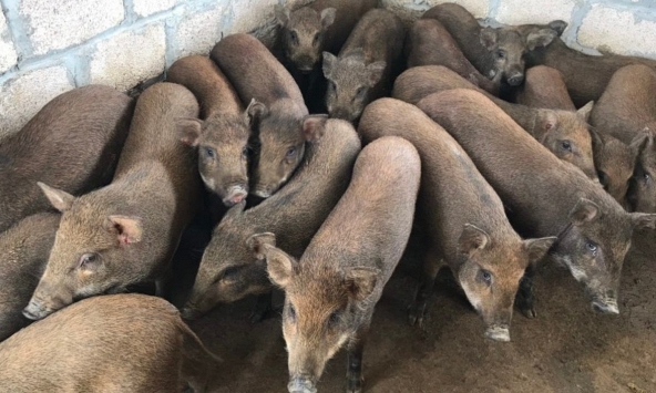 Giá heo hơi miền Bắc tăng nhẹ