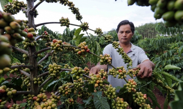 Thị trường nông sản ngày 7/6: Giá cà phê có xu hướng tăng trở lại 
