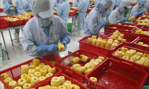 Xuất khẩu rau quả tiếp tục giảm