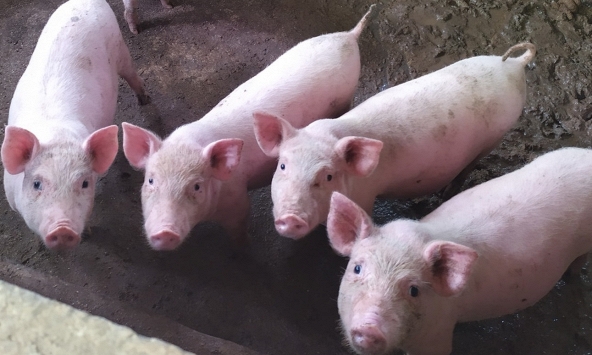 Giá heo hơi tăng, nhưng khó qua ngưỡng 60.000 đồng/kg