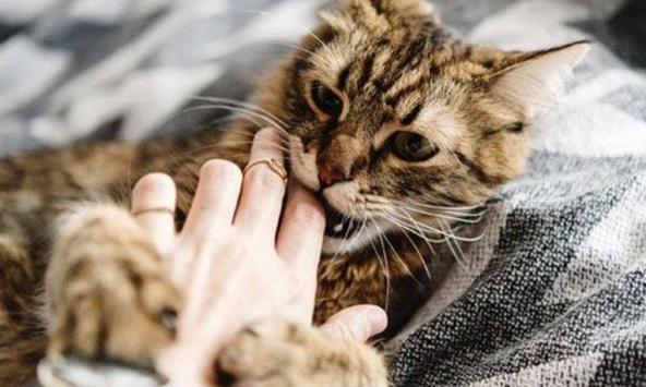 Một thiếu nữ 16 tuổi tử vong do bị mèo cắn