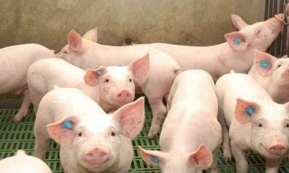 Giá heo hơi hôm nay 9/6: Miền Nam liên tục trồi sụt