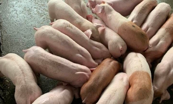 Dịch tả heo châu Phi vẫn đang kìm giá heo hơi
