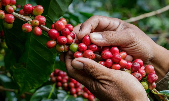 Thị trường nông sản 10/6: Giá tiêu, cà phê đồng loạt đi ngang, cao su biến động nhẹ