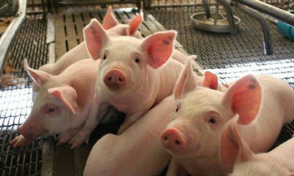 Giá heo hơi ba miền đứng im