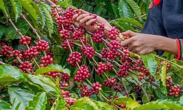 Thị trường cà phê, cao su thế giới 'đỏ sàn'