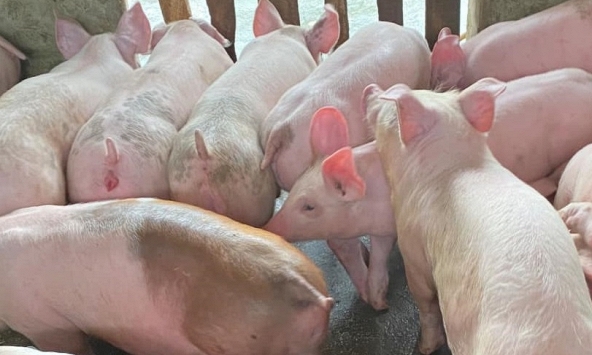 Giá heo hơi hôm nay 13/6: Sẽ tăng trong những ngày tới?