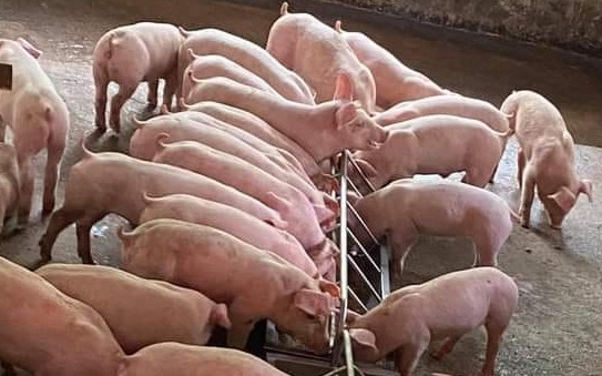 Giá heo hơi hôm nay 14/6: Phía Nam tăng nhẹ