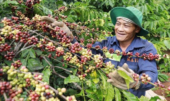 Thị trường nông sản 14/6: Giá cà phê giảm mạnh trên cả hai sàn, nhiều khó khăn phía trước