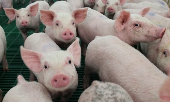 Giá heo hơi miền Trung, Tây Nguyên thấp nhất cả nước