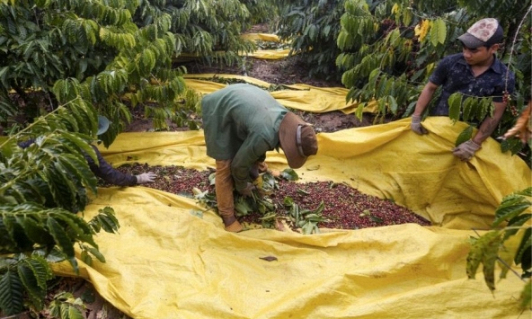 Thị trường nông sản 15/6: Giá cao su giảm mạnh
