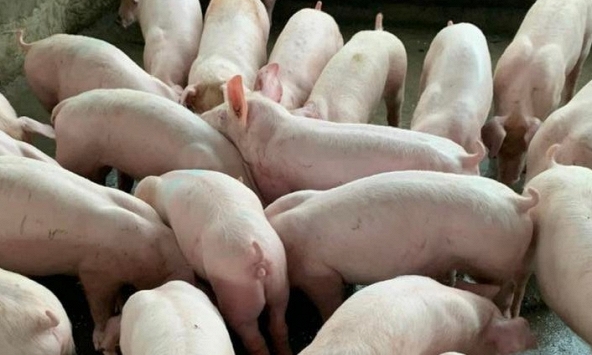 Giá heo hơi hôm nay 16/6: Miền Nam quay đầu giảm