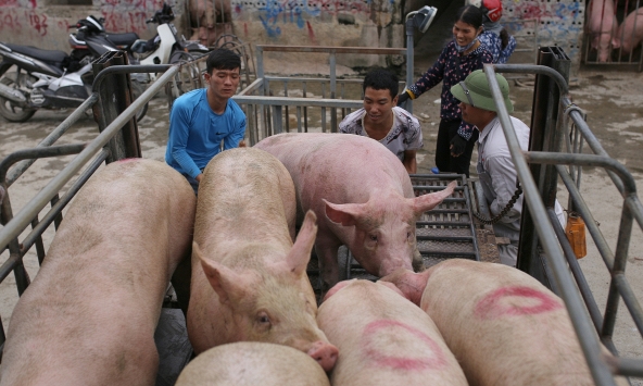 Giá heo hơi hôm nay 17/6: Bất động