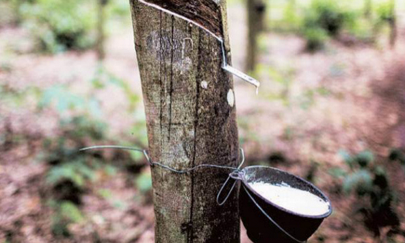 Giá cao su có xu hướng đi xuống