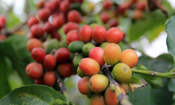 Giá cà phê được dự báo sẽ tăng thêm