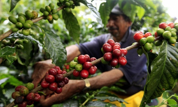 Thị trường nông sản ngày 17/6: Giá cà phê bật tăng trở lại