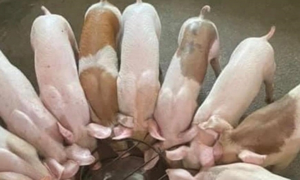 Tháng 10/2022 giá heo hơi mới tăng thực sự?