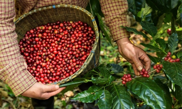 Thị trường nông sản 20/6: Giá cà phê phục hồi, cao su tăng giảm trái chiều