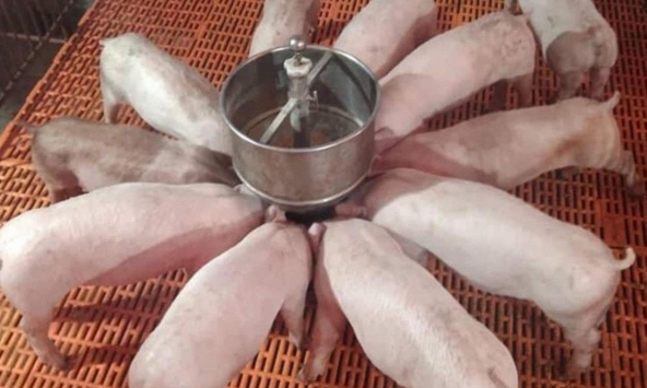 Giá heo hơi hôm nay 21/6: Tăng trở lại