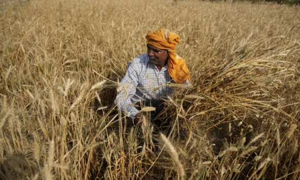 Lệnh cấm xuất khẩu lúa mì của Ấn Độ tác động như thế nào đến thế giới?
