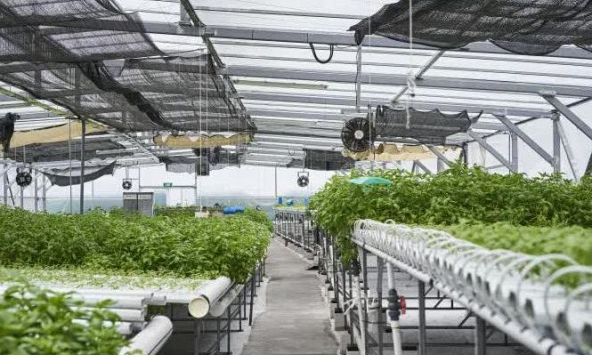 Singapore đối phó với lạm phát gia tăng như thế nào?