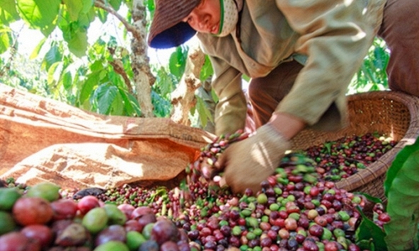 Thị trường nông sản không có nhiều biến động