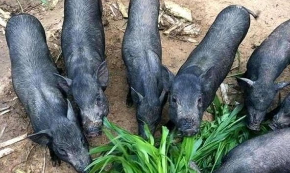 Giá heo hơi hôm nay 22/6: Miền Nam tăng nhẹ