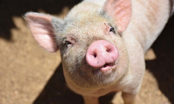 Giá heo hơi hôm nay 23/6: Đang ở giai đoạn giằng co