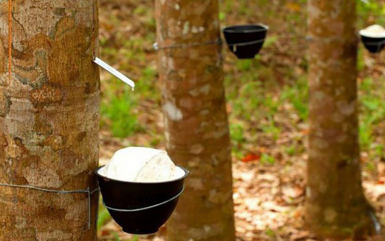 Giá cao su có xu hướng giảm