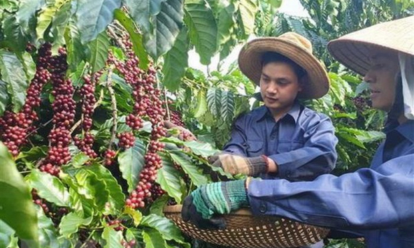 Thị trường nông sản 23/6: Thị trường tiêu ổn định