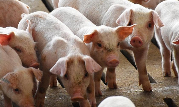 Giá heo hơi hôm nay 24/6: Giữ nguyên