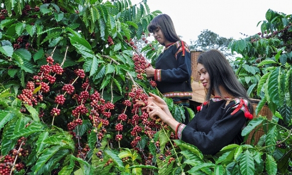 Thị trường nông sản 24/6: Cao su và hồ tiêu đồng loạt tăng