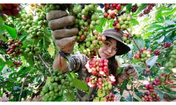 Thị trường nông sản tiếp tục trầm lắng