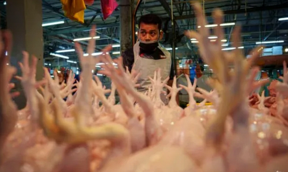 Malaysia sẽ tiếp tục áp giá trần đối với gà