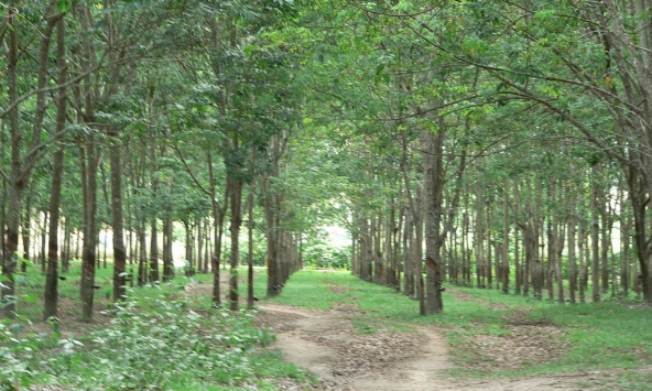 Cả gia đình chết thương tâm khi đi mót mủ cao su