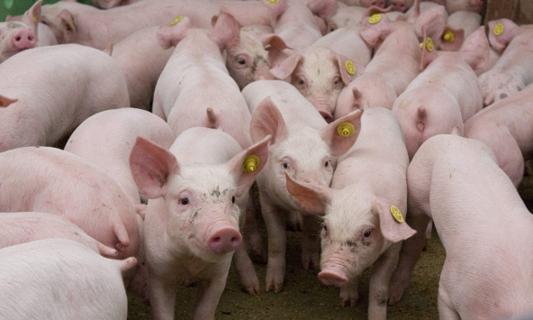 Giá heo hơi tại nhiều địa phương lên 61.000 đồng/kg