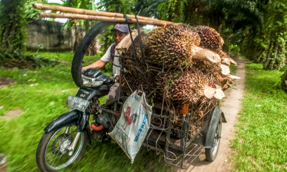 Tương lai đầy ảm đạm của nông dân trồng dầu cọ Indonesia