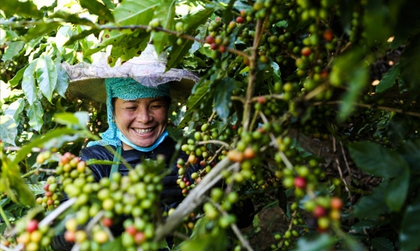 Việt Nam xuất khẩu lượng cà phê trị giá 2 tỷ USD trong 5 tháng đầu năm