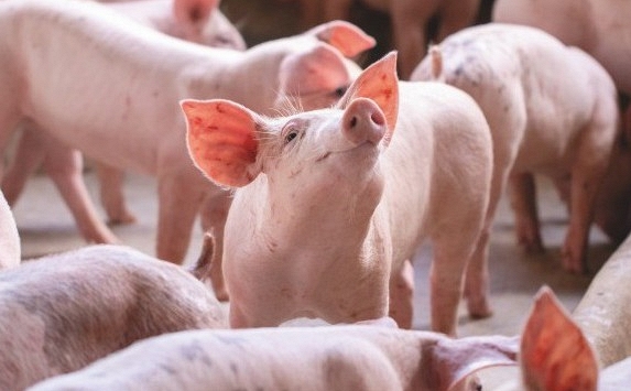 Giá heo hơi hôm nay 27/6: Tăng trên diện rộng