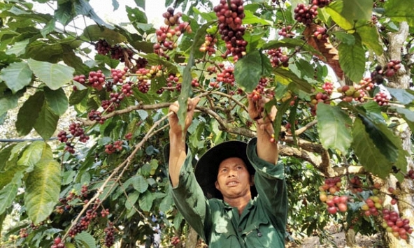 Thị trường nông sản 28/6: Giá cà phê, cao su bật tăng, hồ tiêu lặng sóng