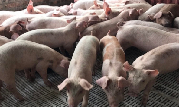 Giá heo hơi hôm nay 28/6: Giữ nguyên