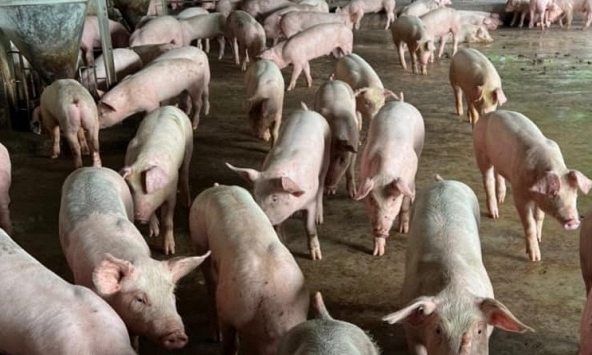 Giá heo hơi tăng nhẹ tại miền Trung