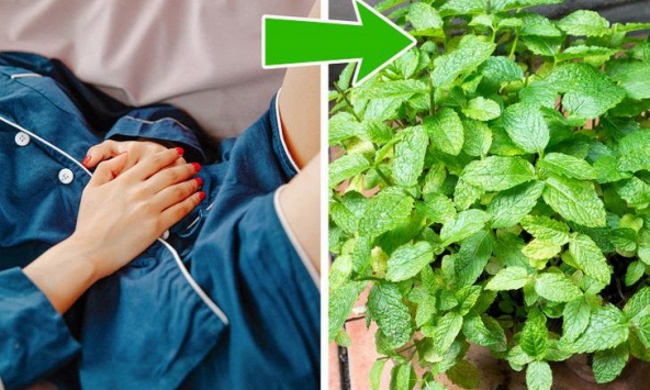 15 loại cây nhất định phải trồng trong nhà để tăng cường tâm trạng và sức khỏe