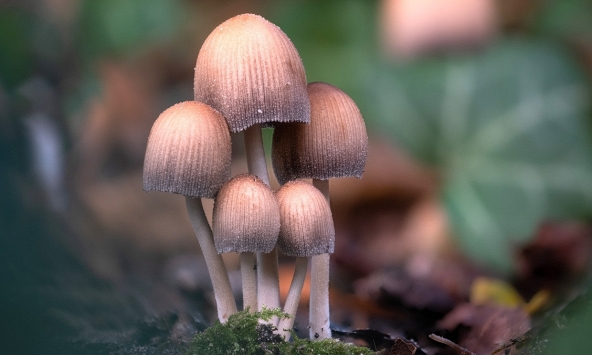 Tại sao dương vật lại có hình nấm?