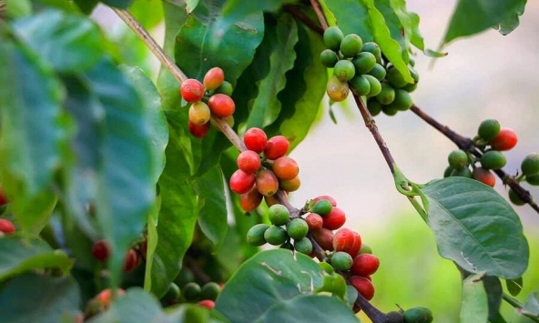 Sản lượng cà phê thế giới được dự báo tăng gần 5% trong năm 2022