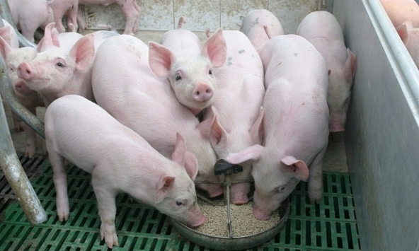 Giá heo hơi hôm nay 30/6: Miền Bắc lên 62.000 đồng/kg