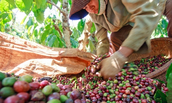 Thị trường nông sản 30/6: Giá tiêu, cao su lặng sóng, cà phê phục hồi